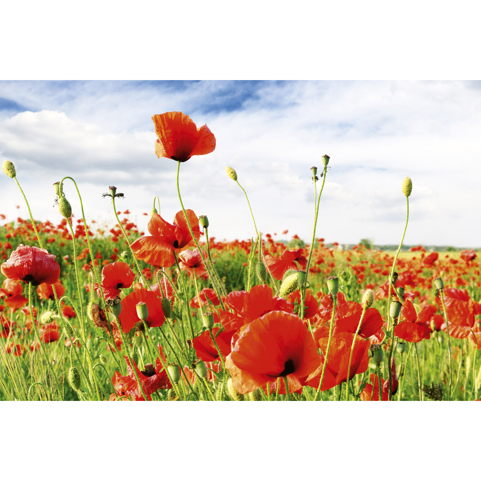 Tapet Dimex Red Poppies