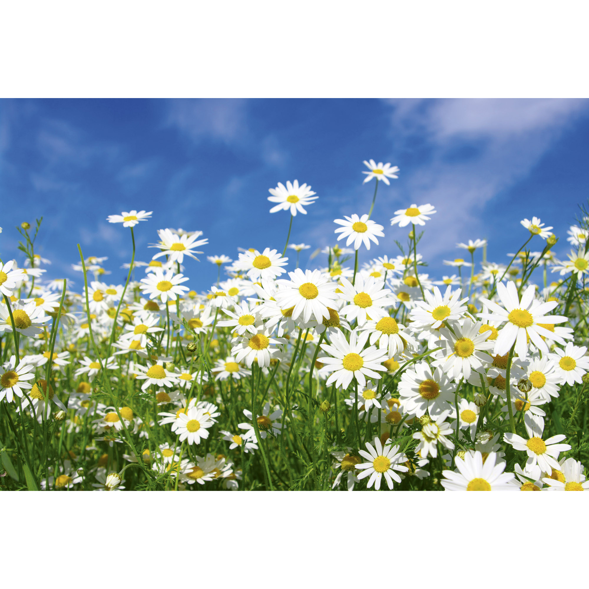 Tapet Dimex Daisies