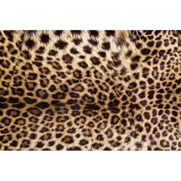 Tapet Dimex Leopard