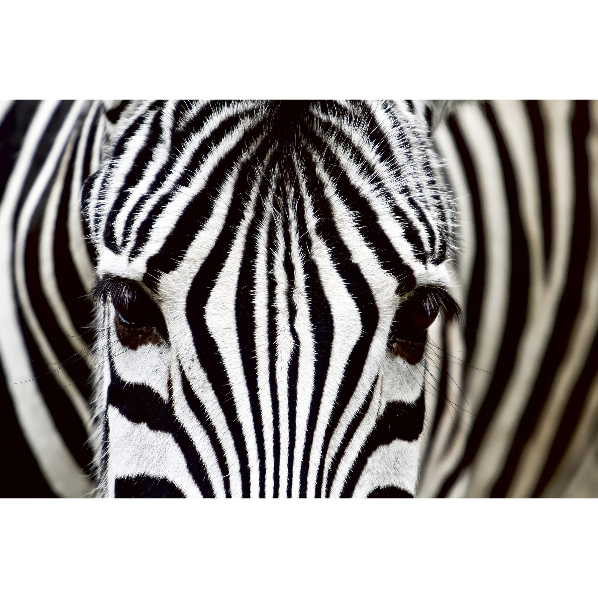 Tapet Dimex Zebra