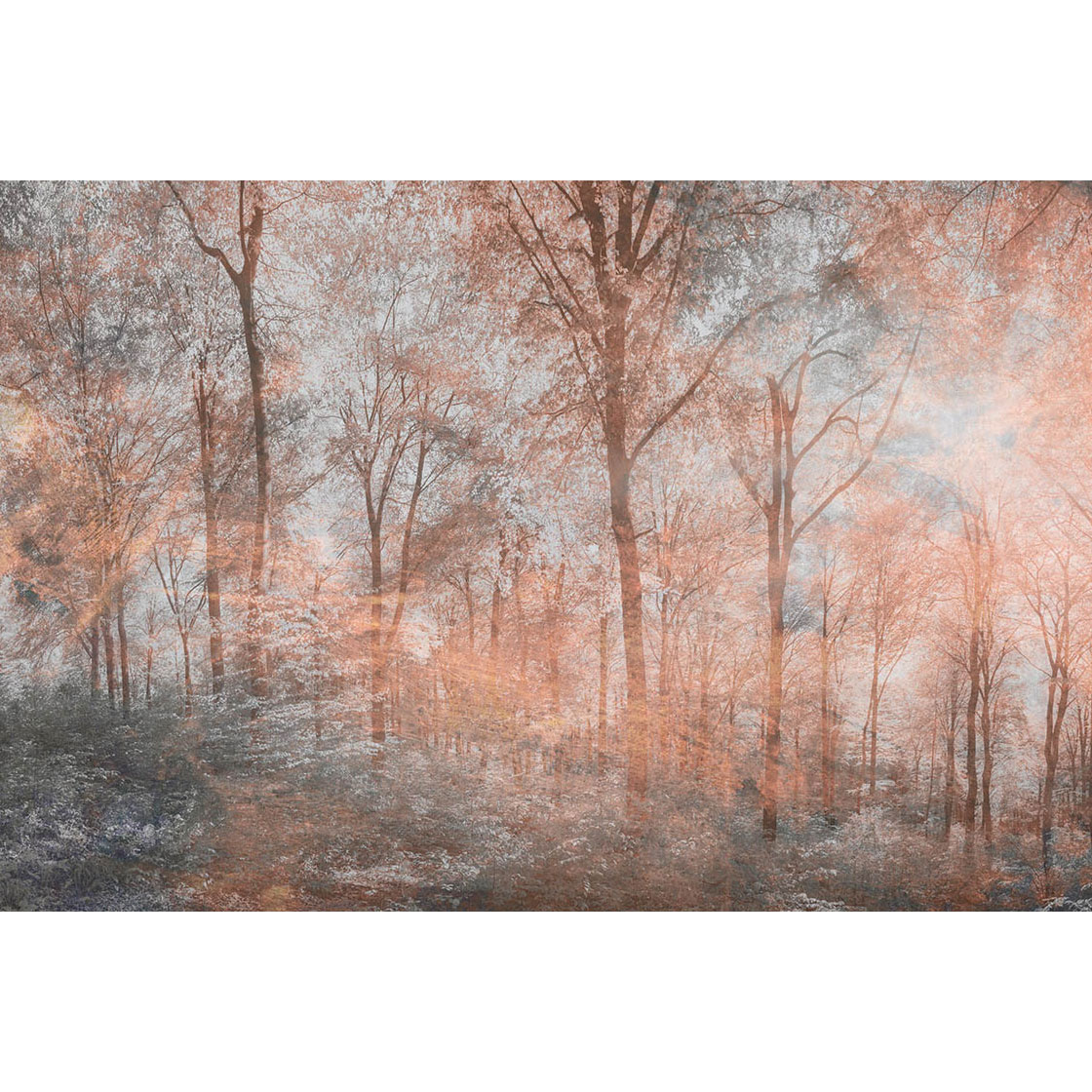 Fototapet Dimex Colorful Forest Abstract 375x250 cm