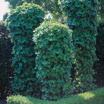 Klätterväxt Murgröna Omnia Garden 40-60 cm