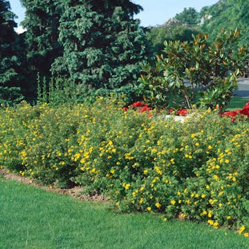 Buske Omnia Garden Trädgårdstok Goldfinger 30-50 cm