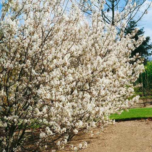 Buske Omnia Garden Prakthäggmispel 50-80 cm