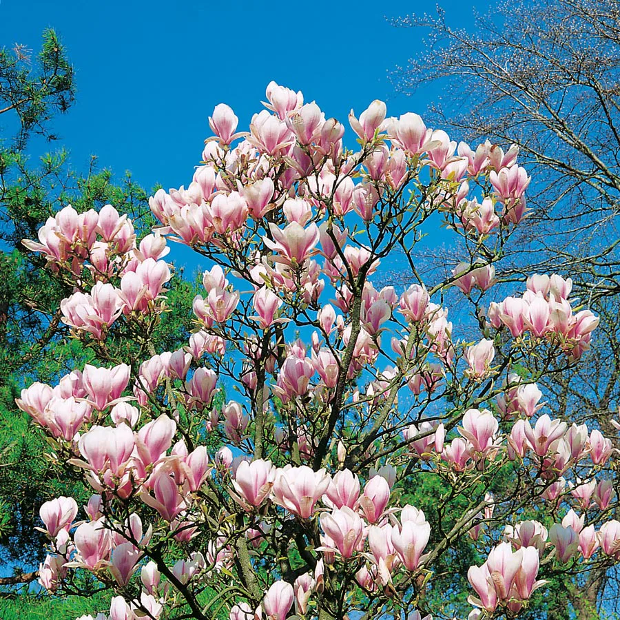 Prydnadsbuske Omnia Garden Praktmagnolia