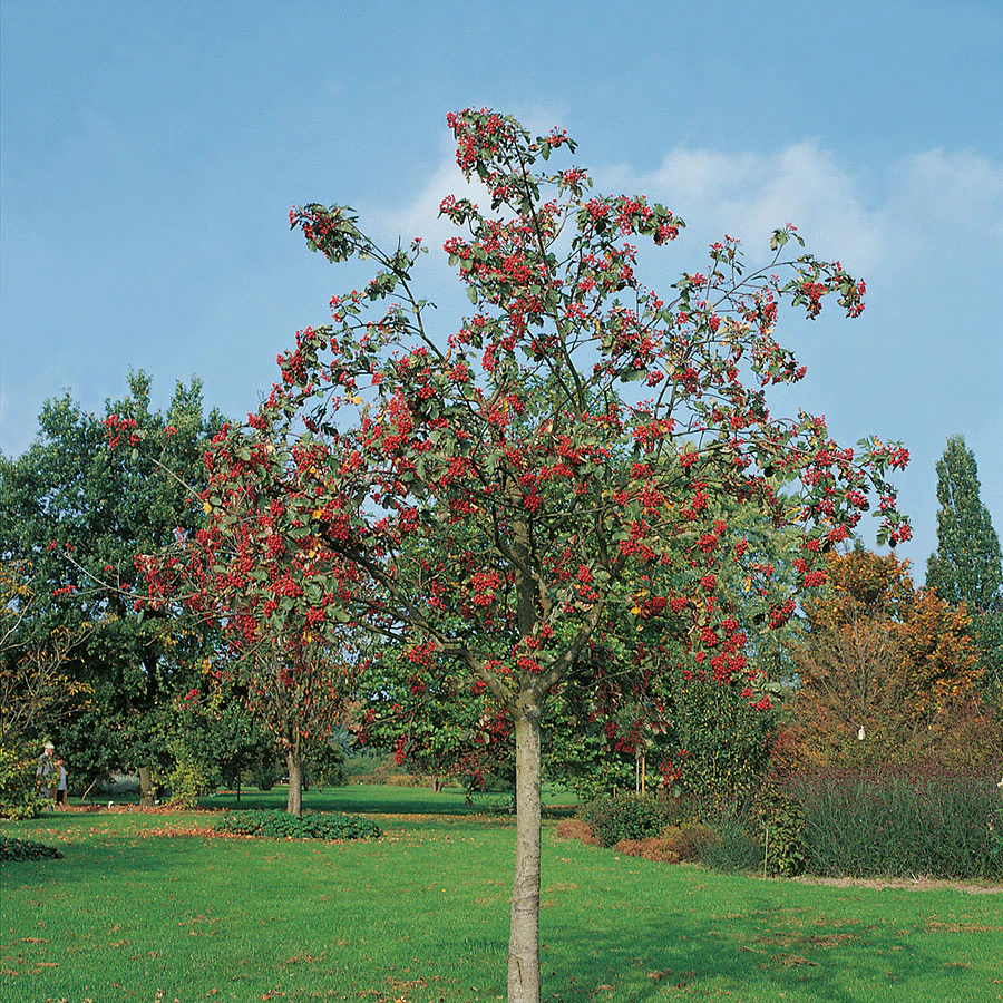 Rönn - Trevligt höstträd med vackra bär | Bygghemma.se