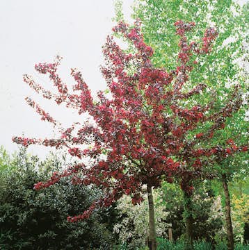 Prydnadsträd Purpurapel (Royalty) Omnia Garden 80-90 cm