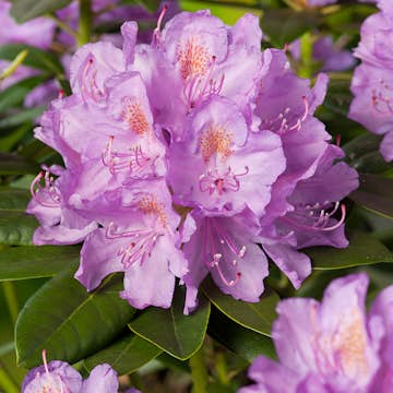 Rhododendron @Plant Catawbiense Grandiflorum