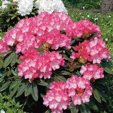 Rhododendron Omnia Garden Fantastica 25-30 cm