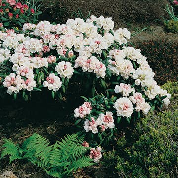 Rhododendron Koichiro Wada Omnia Garden 20-25 cm