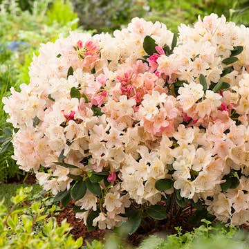 Rhododendron Omnia Garden Percy Wiseman 25-30 cm
