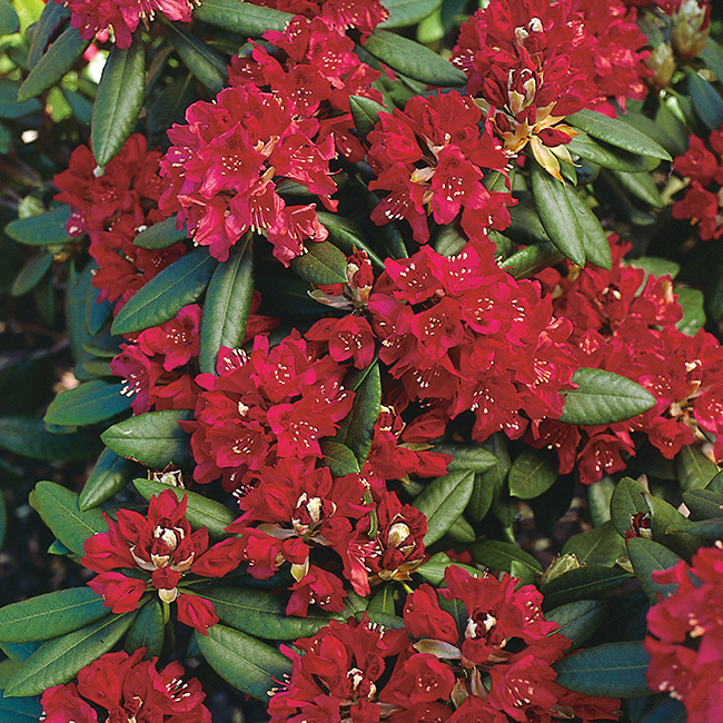 Rhododendron