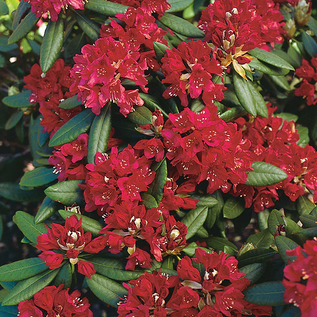 Rhododendron