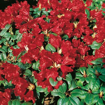 Rhododendron @Plant Scarlet Wonder 25-30 cm