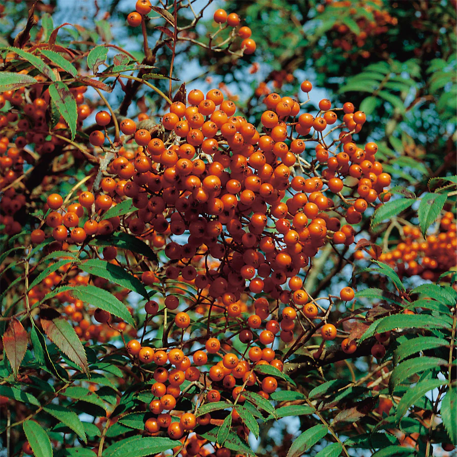 Rönn - Trevligt höstträd med vackra bär | Bygghemma.se