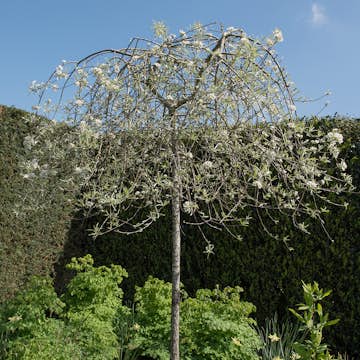 Prydnadsträd Silverpäron Omnia Garden 80-90 cm