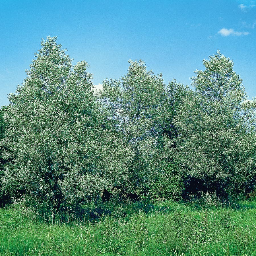 Silverpil 150-200 cm