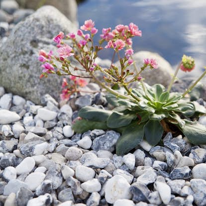 Pall till husvagn Pall till husvagn