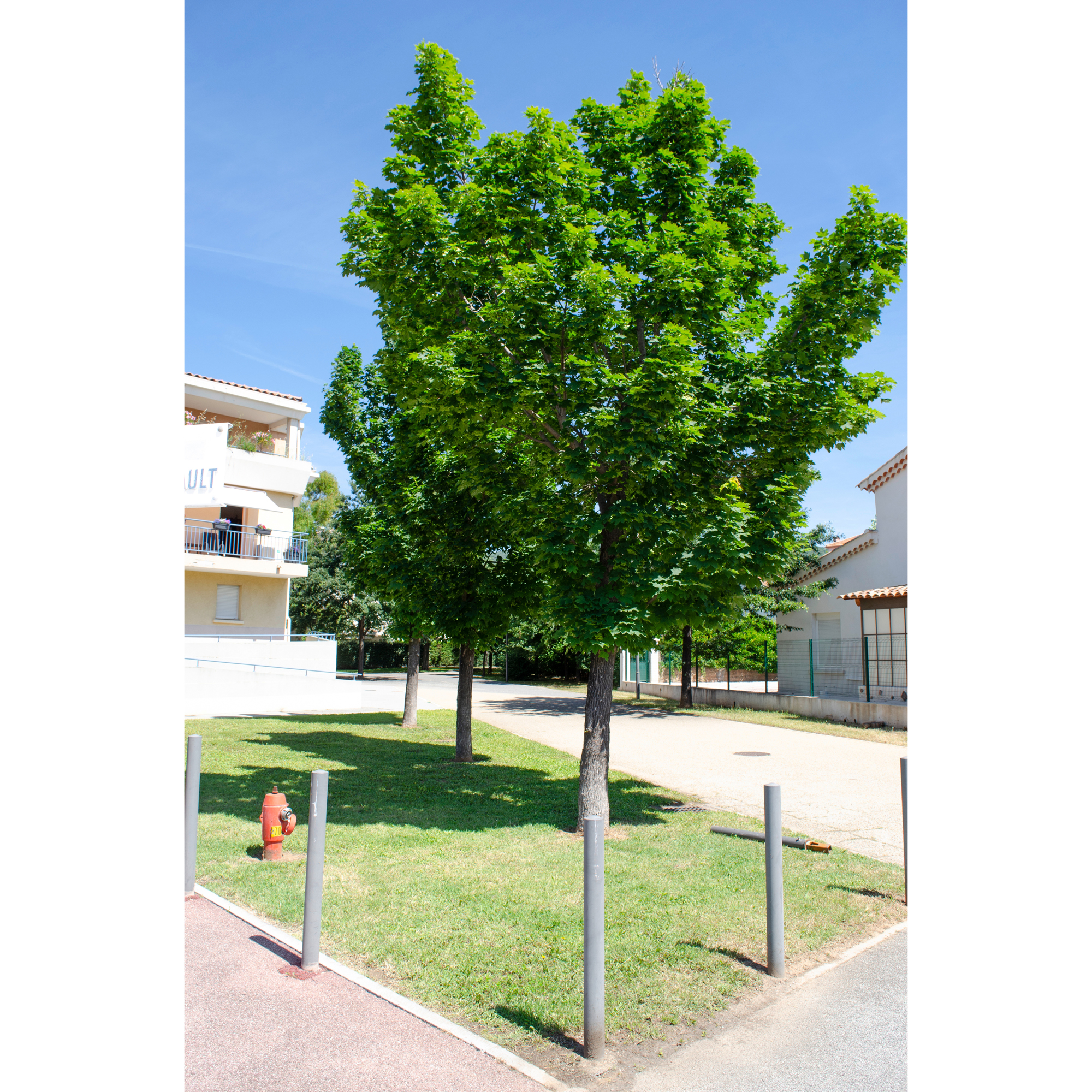 Pryndnadsträd Skogslönn Omnia Garden 350-450 cm Frilandsodlat Högstamsträd med Grönt Lövverk