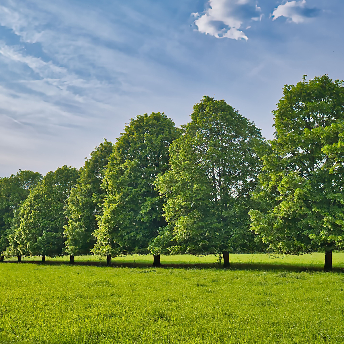 Pryndnadsträd Skogslönn Omnia Garden 350-450 cm Frilandsodlat Högstamsträd med Grönt Lövverk