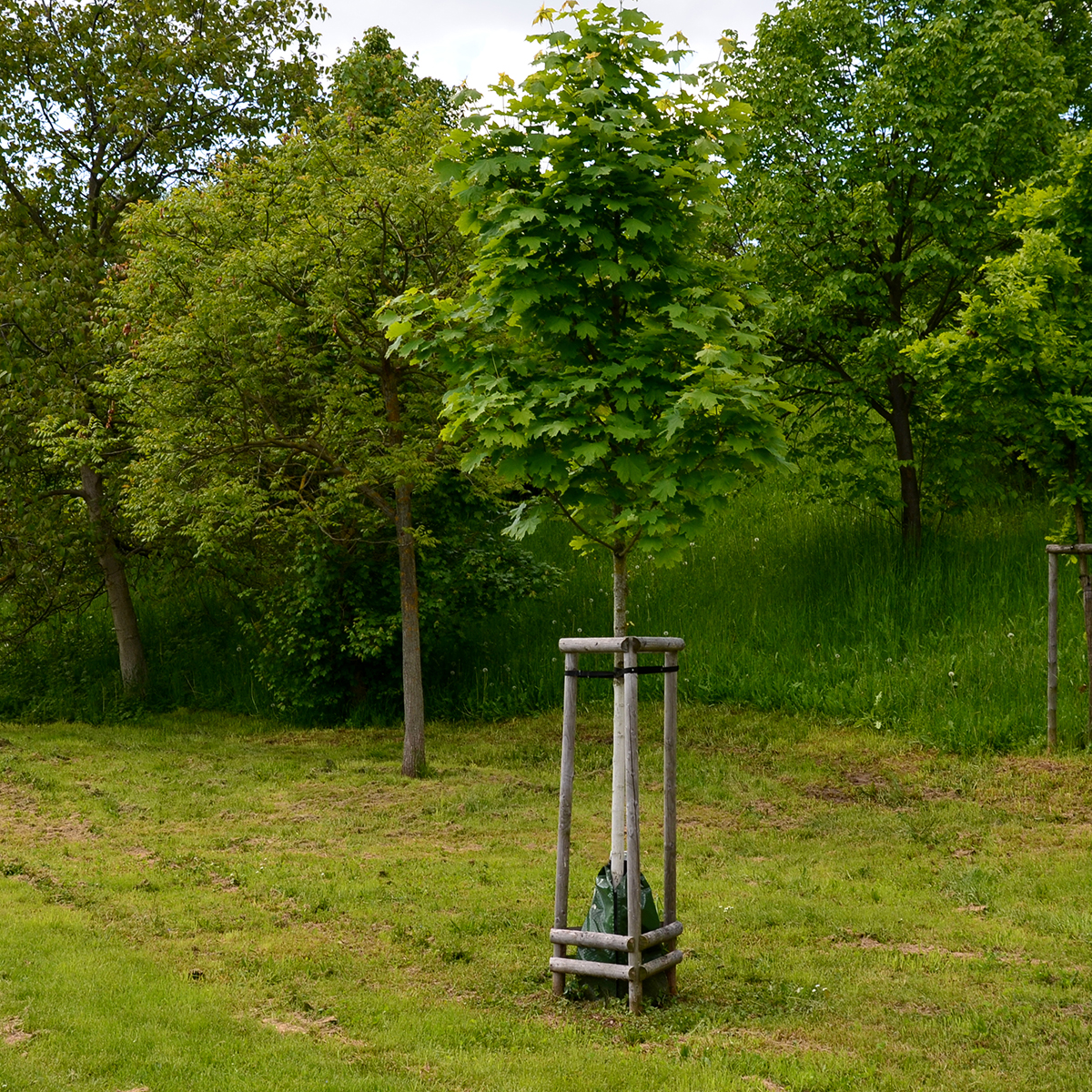 Pryndnadsträd Skogslönn Omnia Garden 350-450 cm Frilandsodlat Högstamsträd med Grönt Lövverk