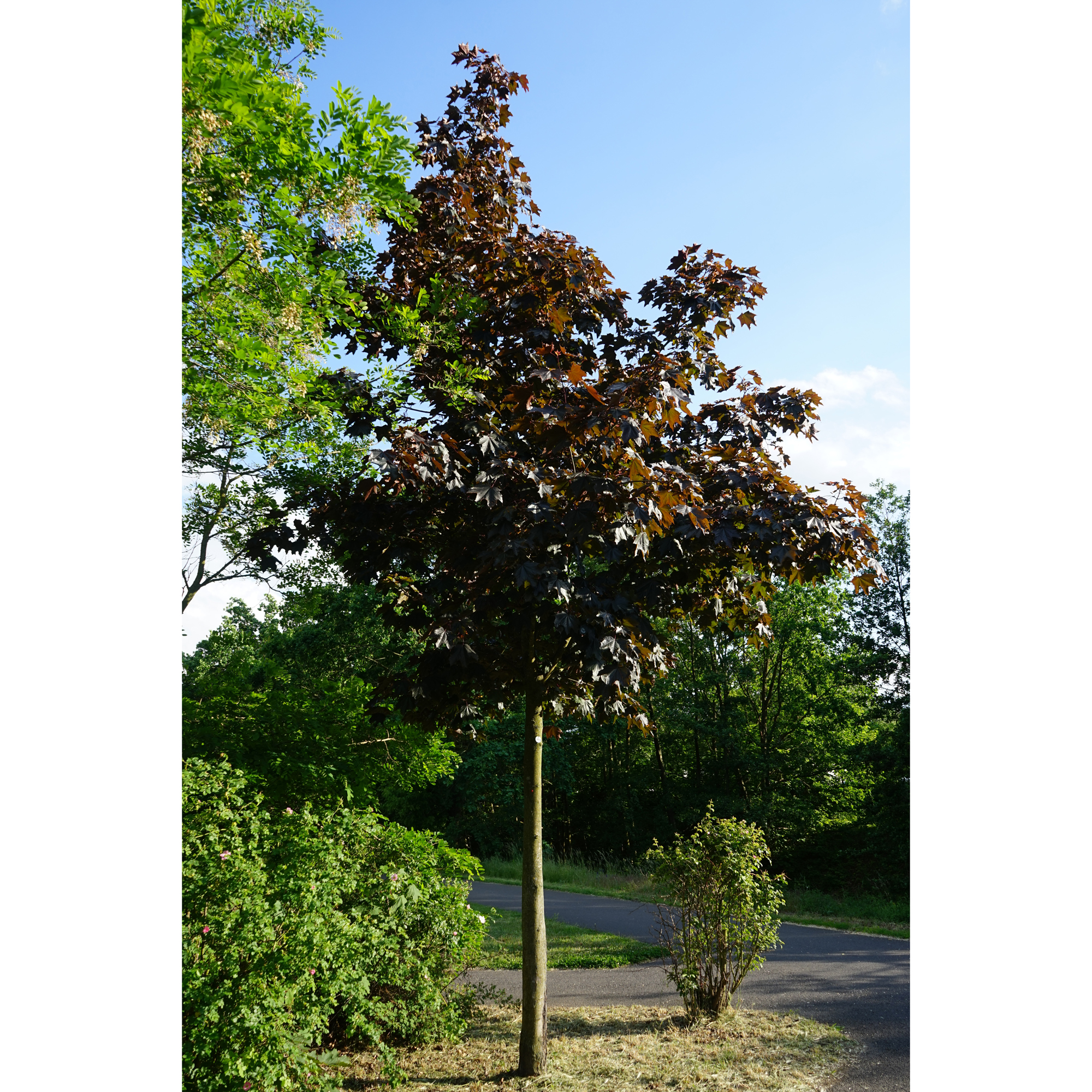 Prydnadsträd Skogslönn Omnia Garden Rödbladig 350-450 cm