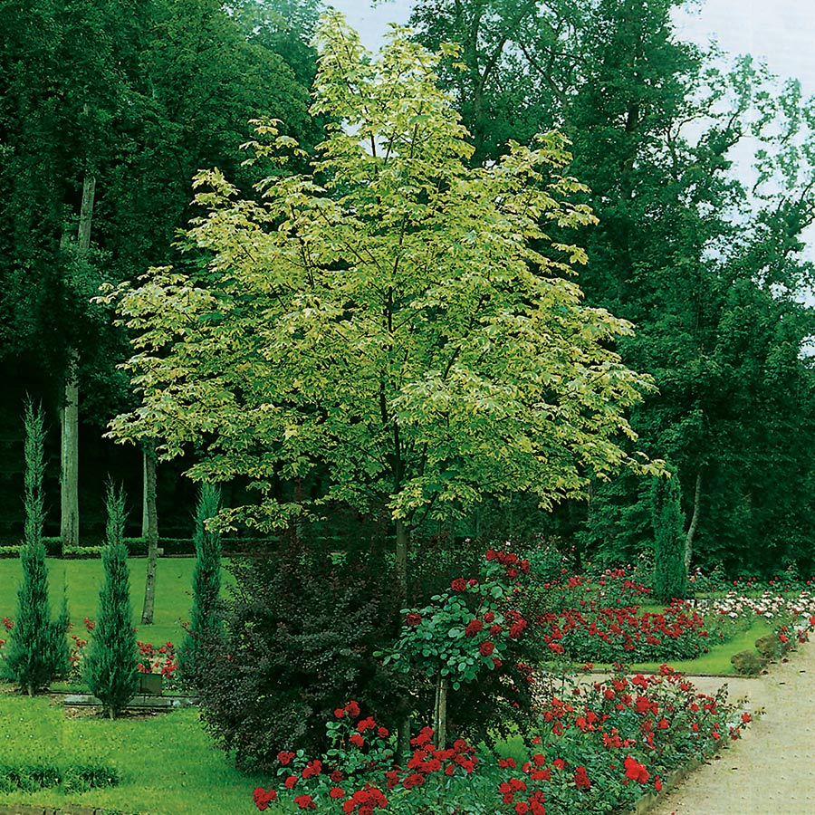 Skogslönn Vitbrokig 150-200 cm