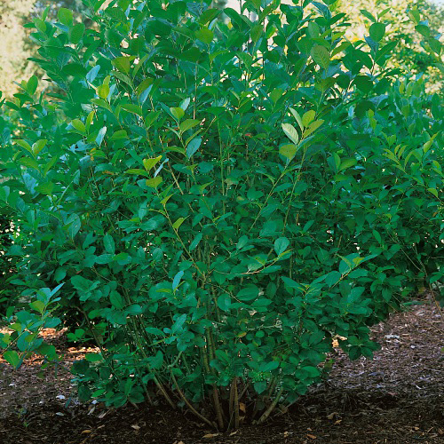 Buske Omnia Garden Slånaronia Elata 30-50 cm