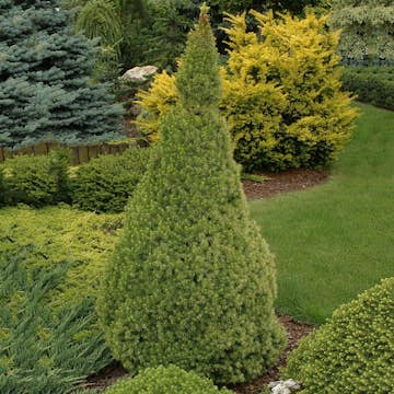 Sockertoppsgran Omnia Garden Conica 40-50 cm