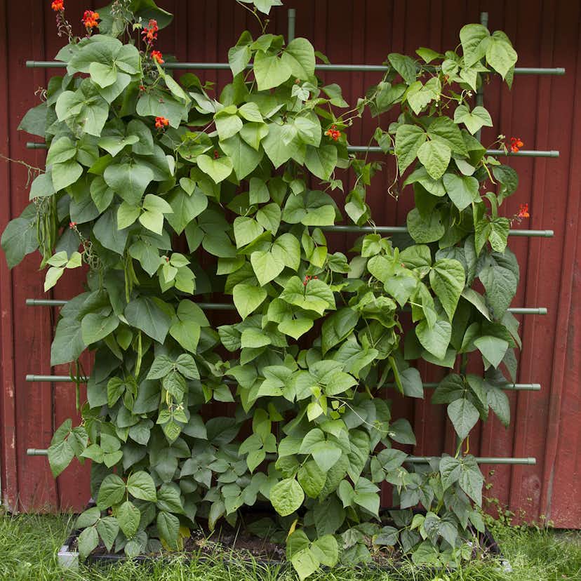 Spaljé Flexigarden Grön 1000 mm