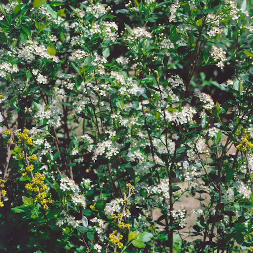 Buske Omnia Garden Slånaronia Elata 20-40 cm Krukodlade