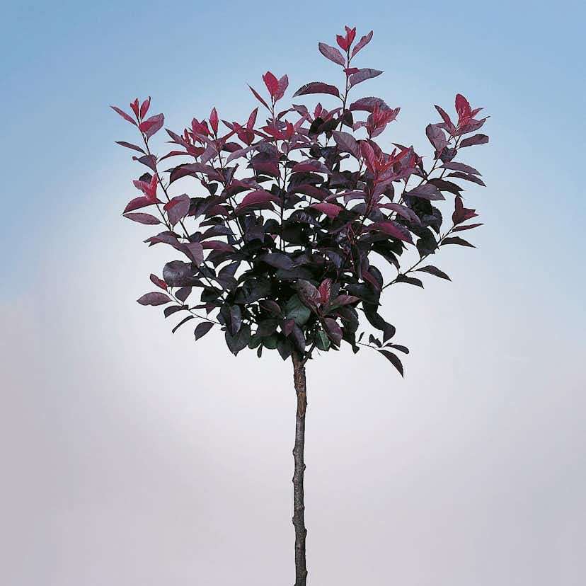 Prydnadsträd Svartplommon Omnia Garden 80-90 cm