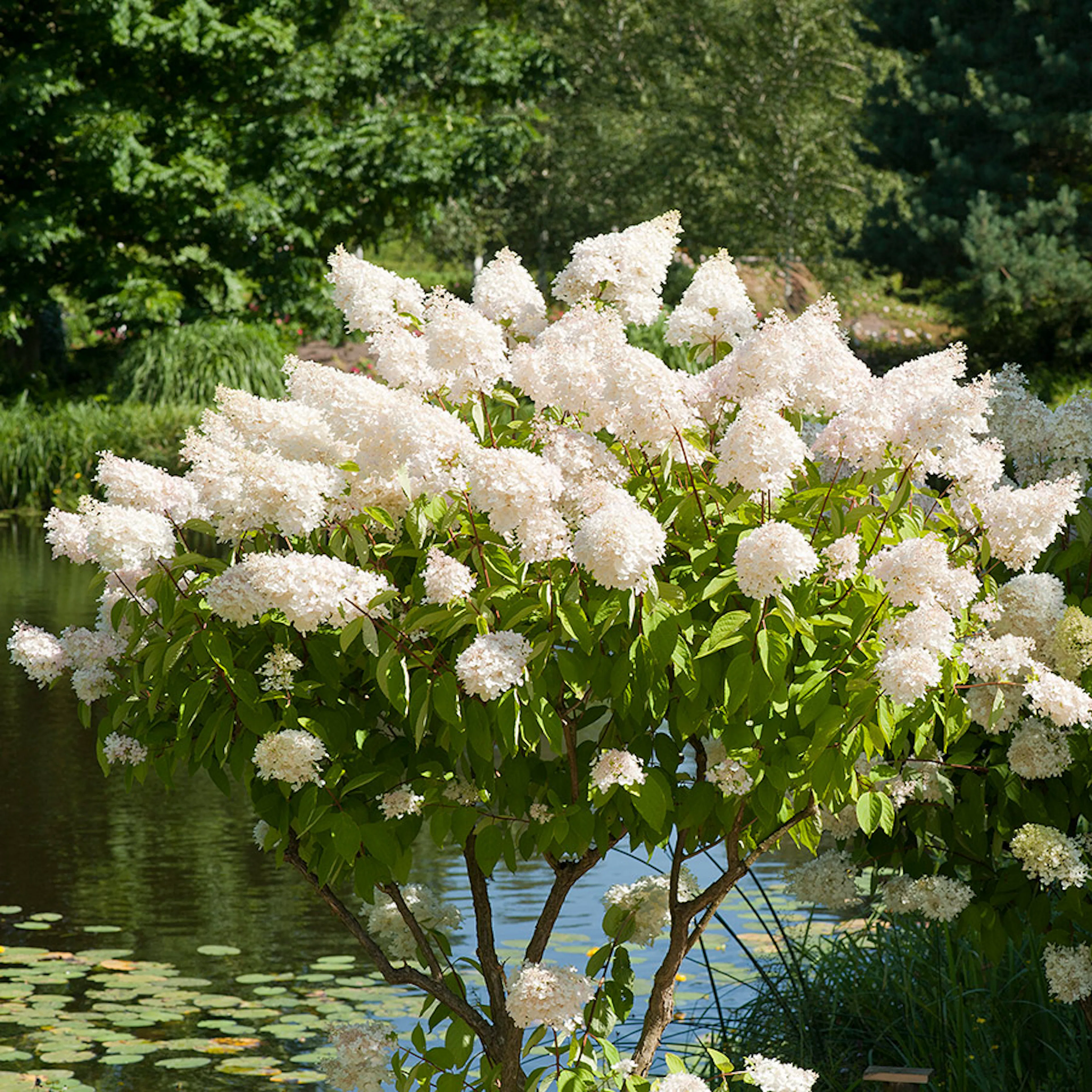 Prydnadsträd Omnia Garden Vit Hortensia - Uppstammad Syrenhortensia, 80-100 cm
