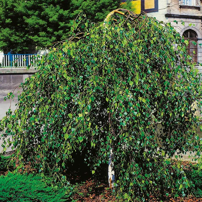 Prydnadsträd Tårbjörk Omnia Garden 150-200 cm