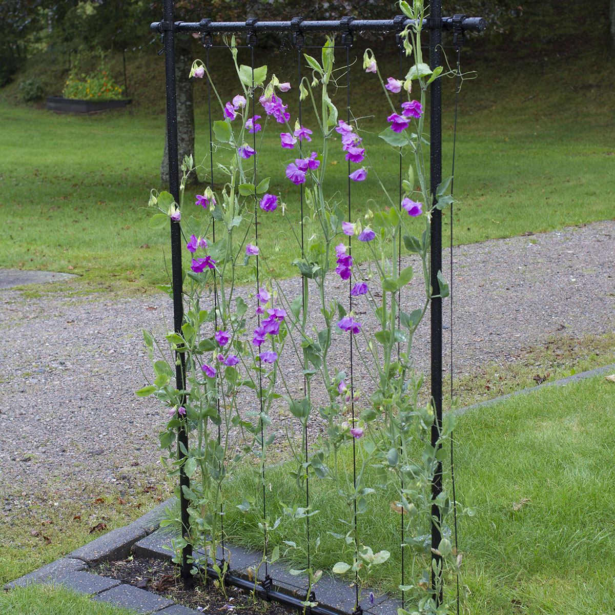 Ramspaljé Flexigarden Grön