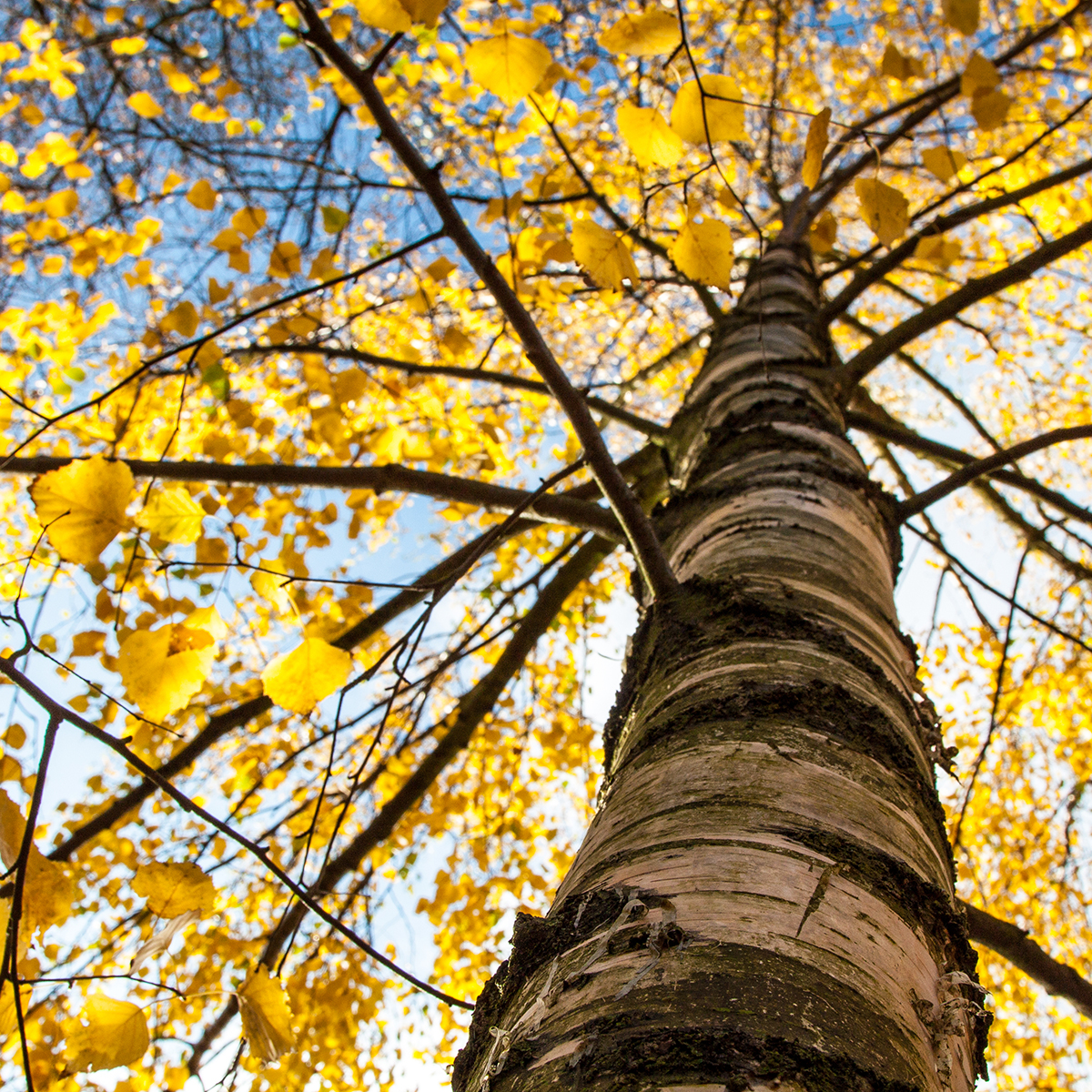 Högstamsträd Omnia Garden Vårtbjörk, Alléträd 300-400 cm för Trädgård & Utemiljö