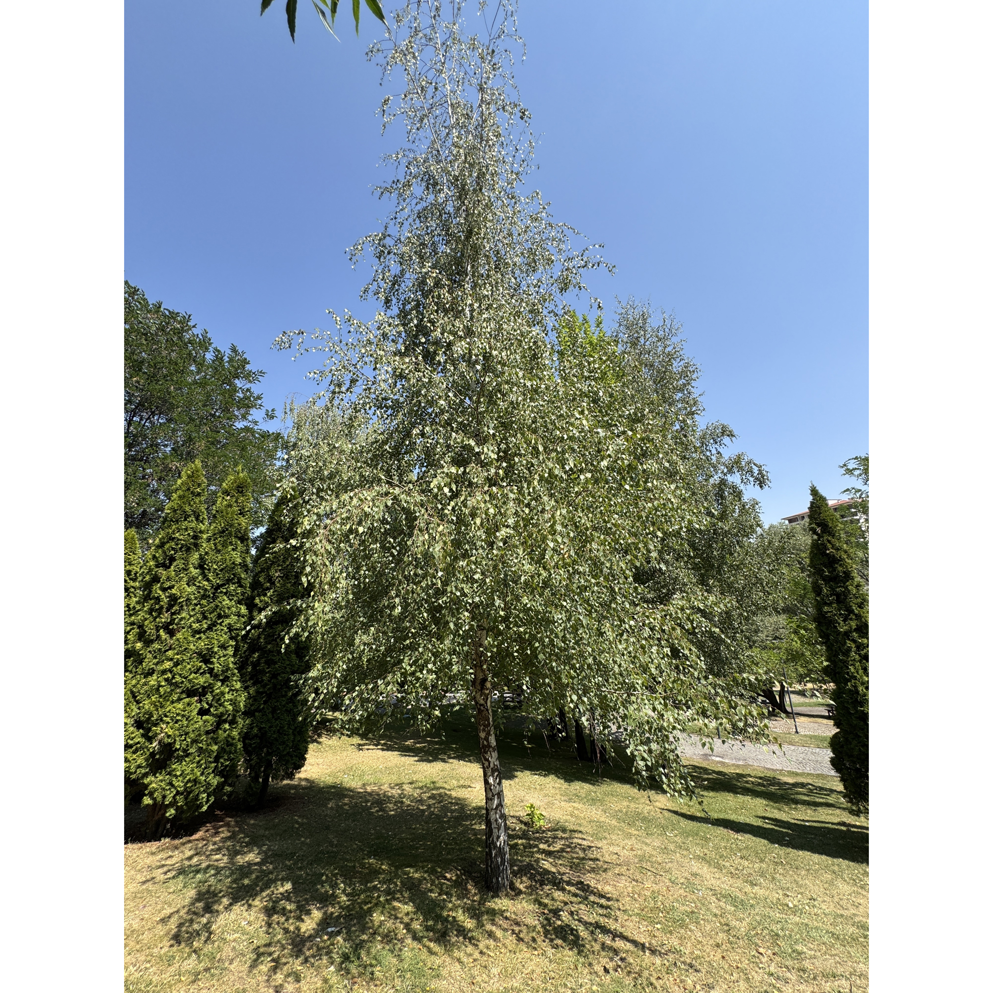 Högstamsträd Omnia Garden Vårtbjörk, Alléträd 300-400 cm för Trädgård & Utemiljö