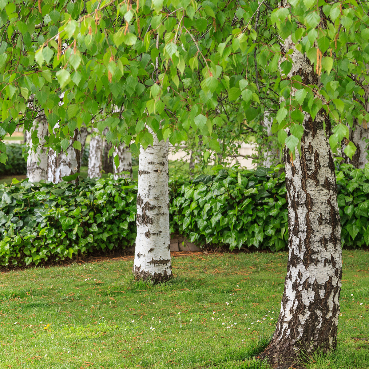 Högstamsträd Omnia Garden Vårtbjörk, Alléträd 300-400 cm för Trädgård & Utemiljö