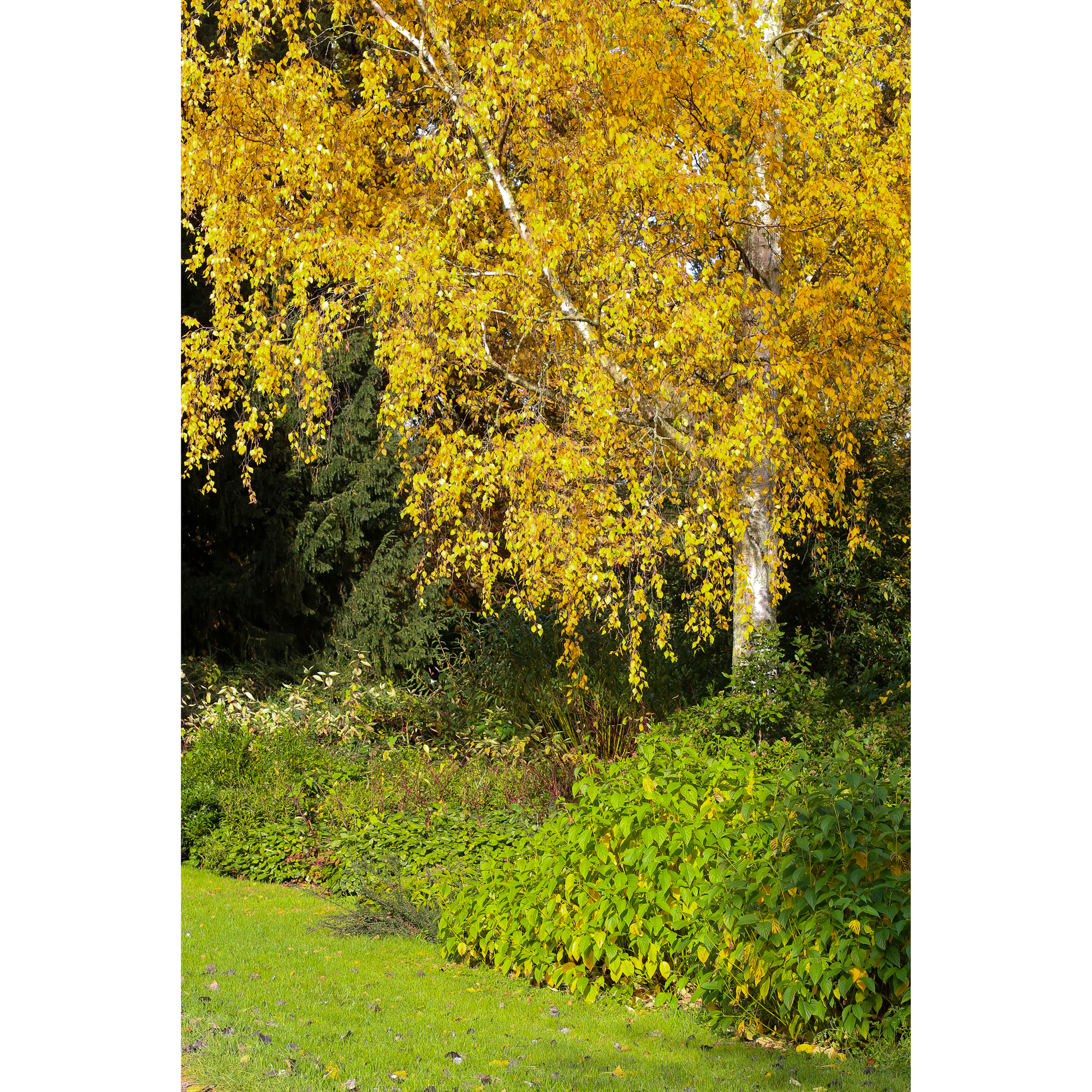 Högstamsträd Omnia Garden Vårtbjörk, Alléträd 300-400 cm för Trädgård & Utemiljö