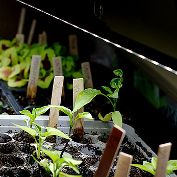 Växtbelysning