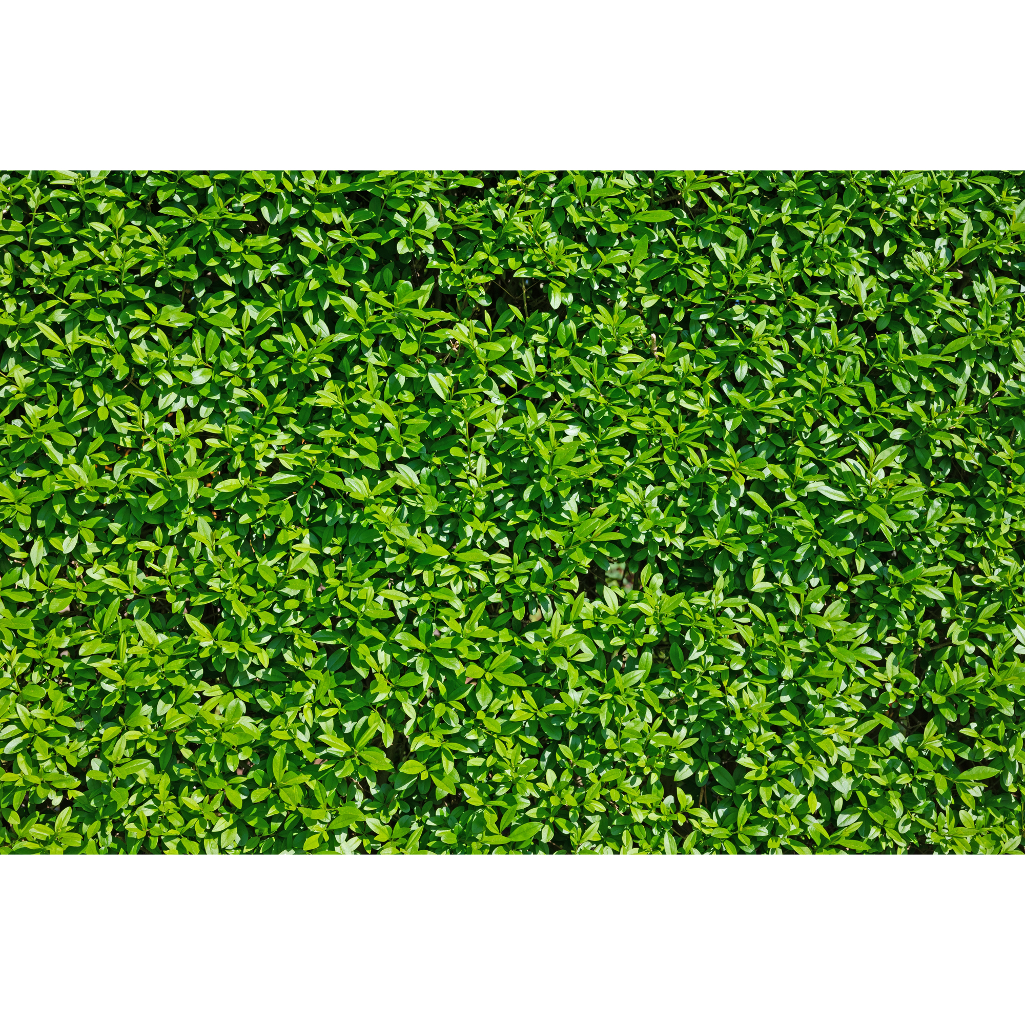 Häck Omnia Garden Vinterliguster Liga Krukodlade 10st