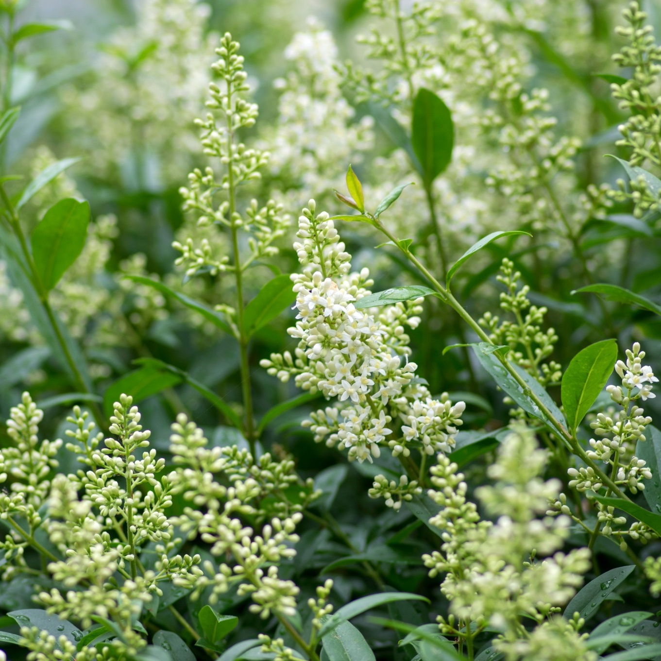 Häck Omnia Garden Vinterliguster Liga Krukodlade 10st