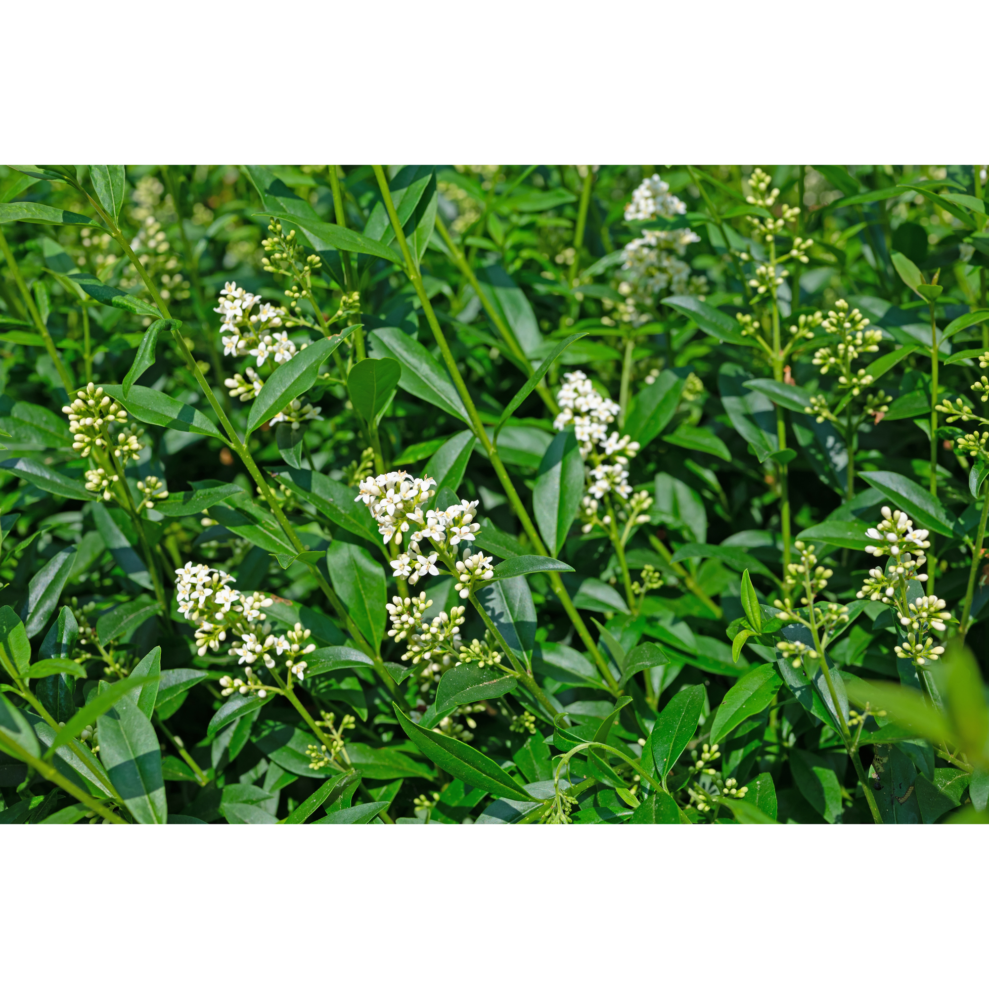 Häck Omnia Garden Vinterliguster Liga Krukodlade 10st