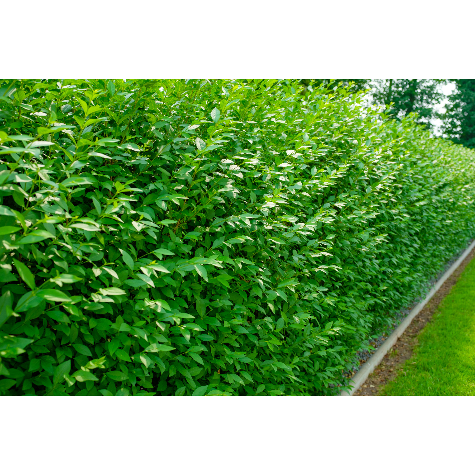 Häck Omnia Garden Vinterliguster Liga Krukodlade 10st