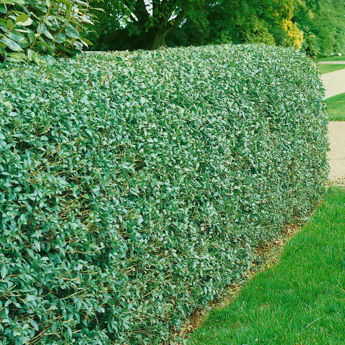 Häck Omnia Garden Vinterliguster Liga 50-80 cm 6-10 Grenar