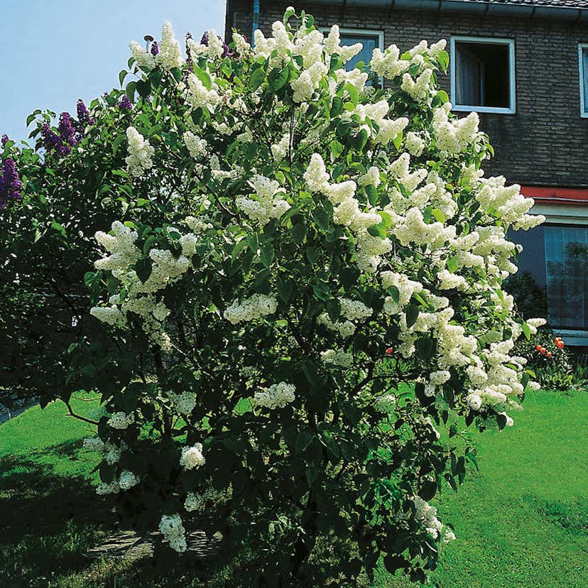 Prydnadsbuske Omnia Garden Vit Ädelsyrén 1 st/frp