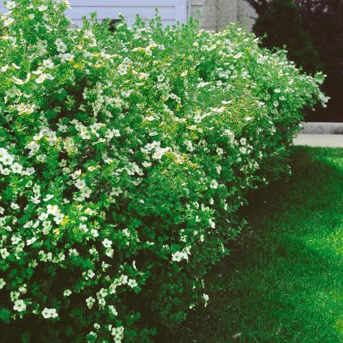 Buske Omnia Garden Trädgårdstok Sandved 20-40 cm